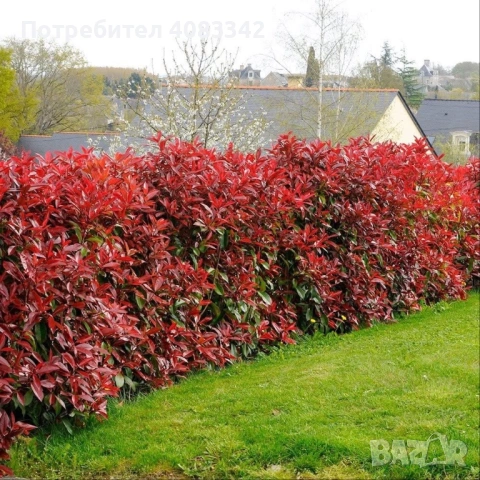 Фотиния Ред Робин