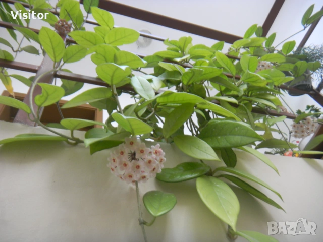 Nikon Coolpix S1100pj   14.1 mPx, снимка 10 - Фотоапарати - 54349656