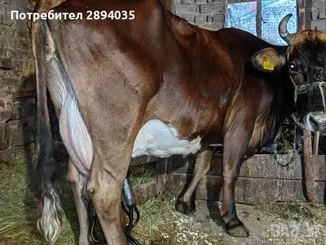 свободна млечна крава , снимка 3 - Крави - 55996906