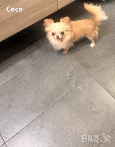 Момче Чихуахуа , снимка 3 - Чихуахуа - 53917728