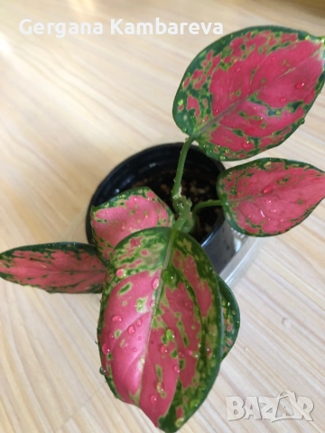 Aglaonema Crimson Love 