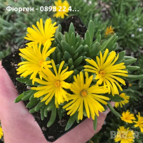  Делосперма лилава / Delosperma Cooperi table mountain / Налични 3 цвята, снимка 7 - Разсади - 49967255