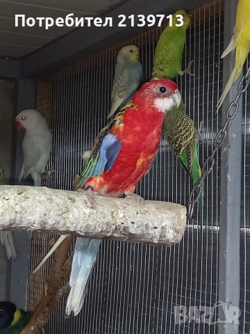 Продавам папагал пенантова розела, снимка 7 - Папагали - 51671575