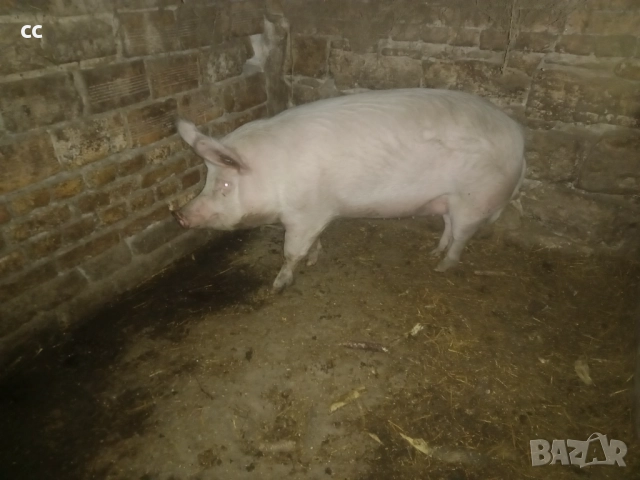 Прасета бели 110-140 кг 