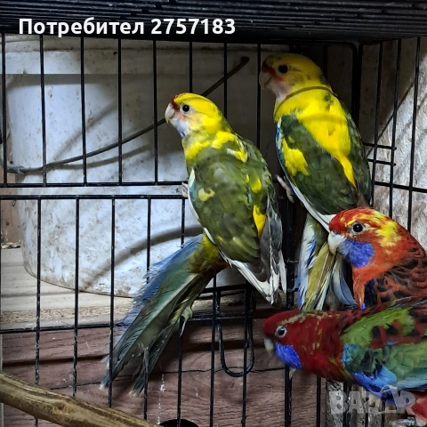 продавам пентова разела и страка , снимка 7 - Папагали - 53908375