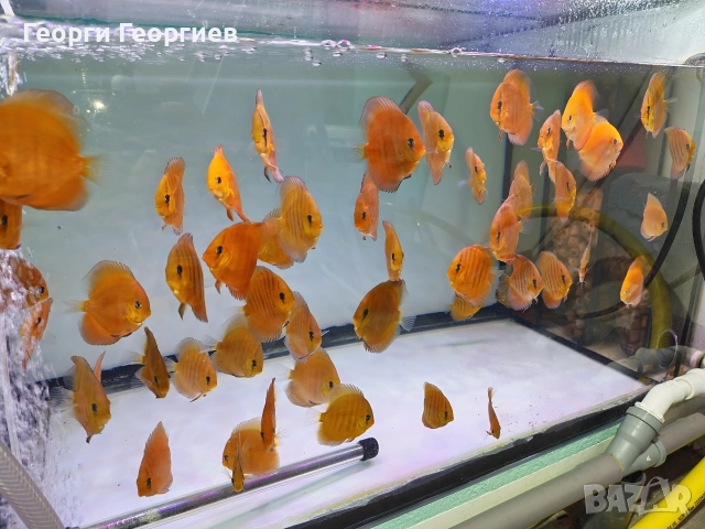 Дискуси, снимка 4 - Рибки - 51439805