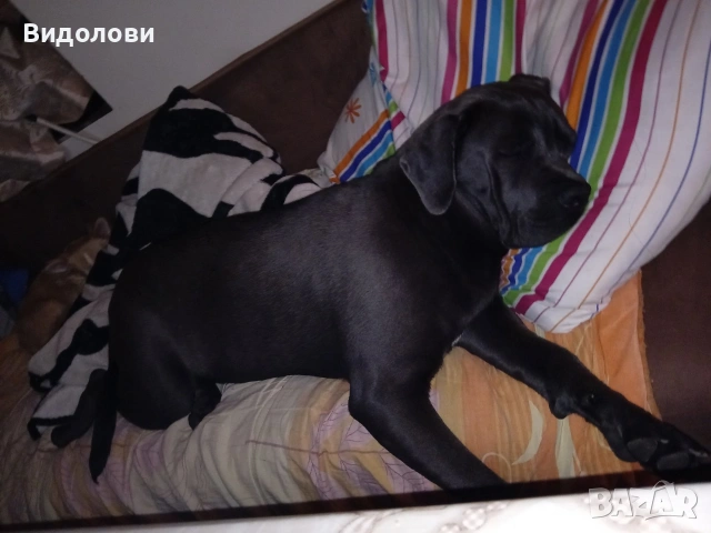 Кане Корсо на 10месеца , снимка 2 - Кане корсо - 54180047