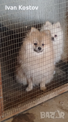 Продавам померанчета