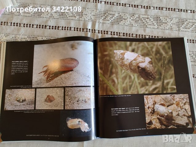Богато илюстрирана книга, твърди корици: Подводният свят на Хърватия, снимка 9 - Специализирана литература - 42891596
