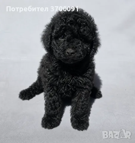 пуделче / мини пуделче , снимка 3 - Пудели - 55720238