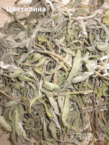 Градински чай/Salvia officinalis/, снимка 2 - Домашни продукти - 27181949