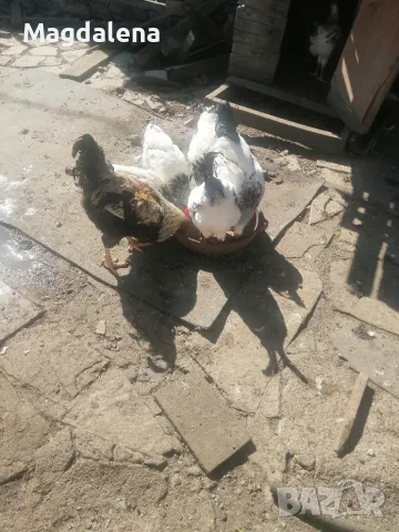 Кокошки и петли 