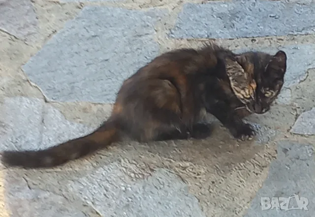 Подаряваме котета 