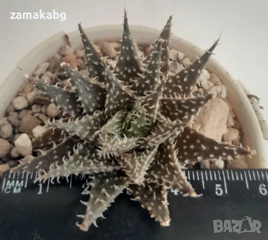 Алое хавортиоидес (Aloe descoingsii x haworthioides (pepe)), сукулентно растение