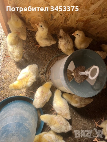 Продавам бройлерни пилета