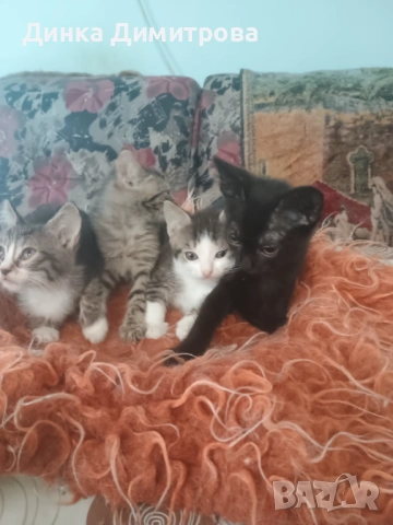 Ангорски котенца, снимка 3 - Ангорски - 54188103