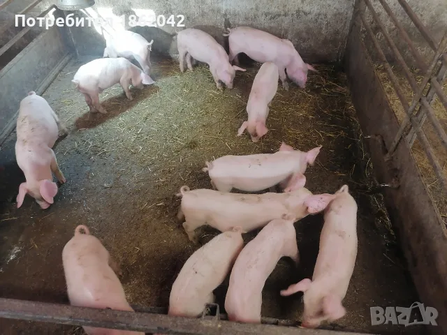 продавам малки прасета, снимка 9 - Прасета - 56367320