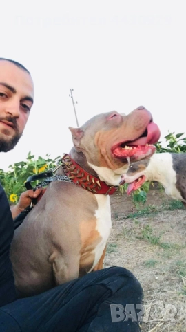 American Bully XL, снимка 14 - Други - 52497819