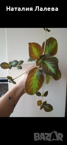 Еписция, episcia Jim's canadian sunset, снимка 3 - Стайни растения - 54288093