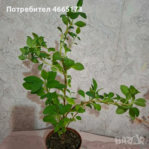 Еуфорбия/Христов венец Цвете, снимка 3 - Стайни растения - 54742956