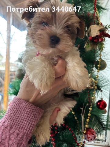Мъжко йорки, снимка 4 - Йоркширски териер - 52553604