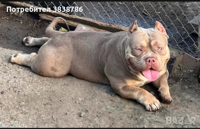 Американско були покет, снимка 6 - Други - 51996767