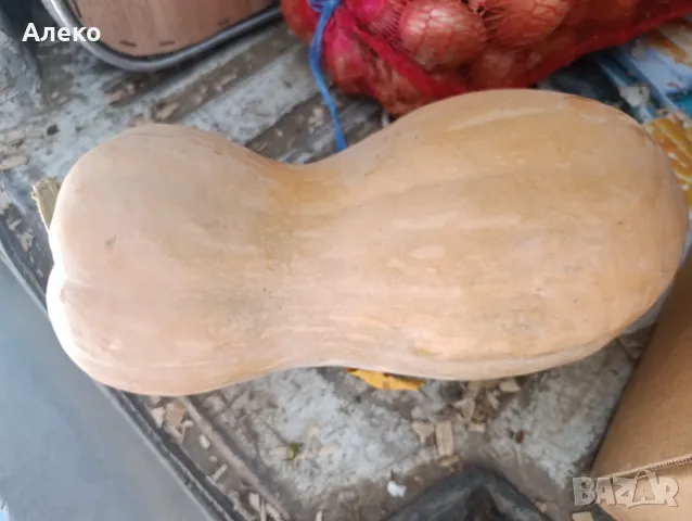Продавам тикви цигулки 