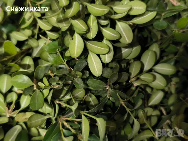 Чемшир листа за чай (отвара при бъбречна недостатъчност)