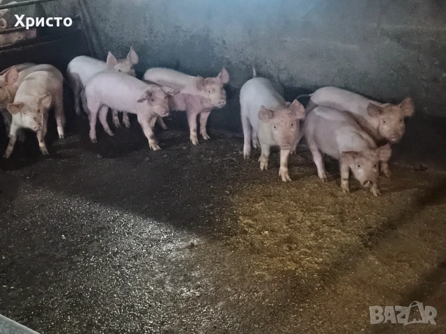 Продавам прасета, снимка 2 - Прасета - 38845782