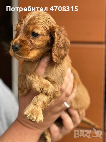 Кокер шпаньол истински червен момче, снимка 2 - Кокер шпаньол - 54019379