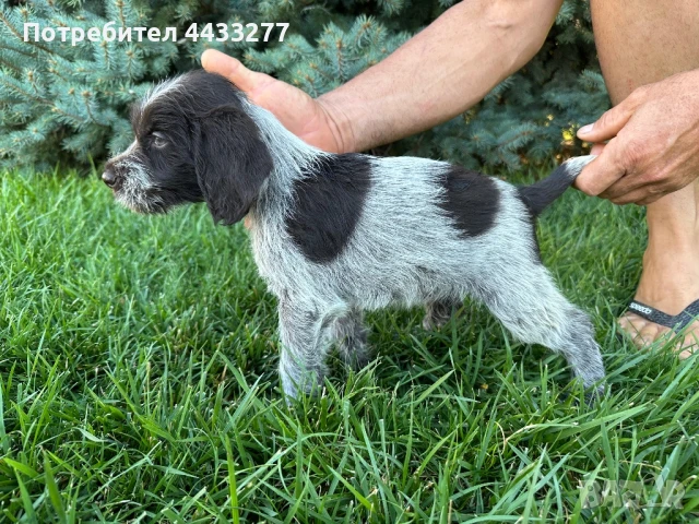 Германски Дратхаар - кученца, снимка 1