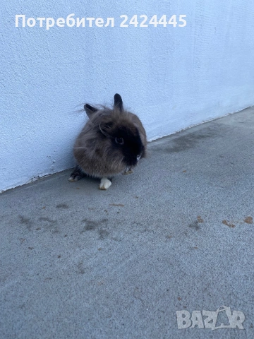 Декоративно зайче, снимка 2 - Декоративни зайчета - 53260310