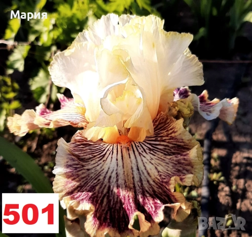 Сортови вискоки ириси /брадати ириси