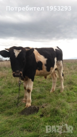 Спешно продавам теле мъжко много дебело , снимка 3 - Крави - 52496003