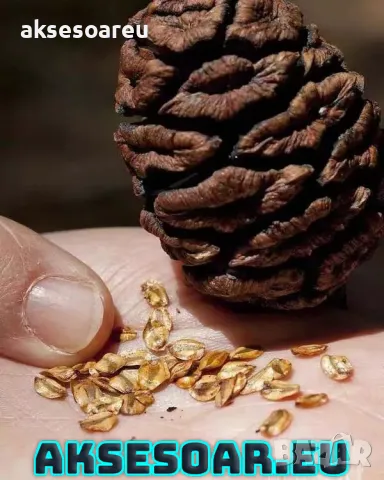 Нови качествени 15 семена от гигантска секвоя мамутово дърво sequoiadendron giganteum за декорация, снимка 11 - Сортови семена и луковици - 50223094