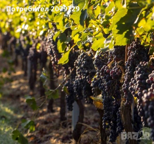Продавам грозде Мавруд - 1лв с бране от клиента