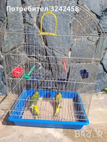 Продавам какарики, снимка 7 - Папагали - 54089738