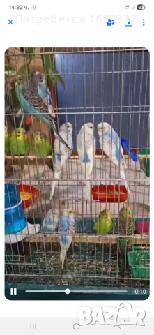 Млади Вълнисти папагали 