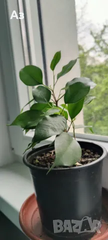 Продавам Бенджамини, височина 30-35 см, снимка 7 - Стайни растения - 49896679