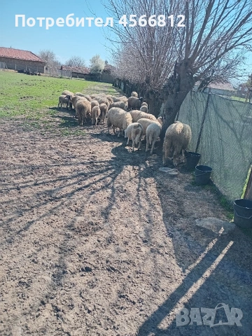 Продавам агнета от производител , снимка 2 - Овце - 54110269