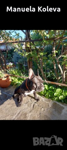 Френски булдог разплод, снимка 5 - Търси партньор - 35346038