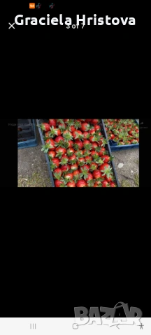 Побързайте – почти сме към края на сезона! Остават последни количества.