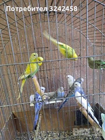 Продавам папагали, снимка 4 - Папагали - 53056720