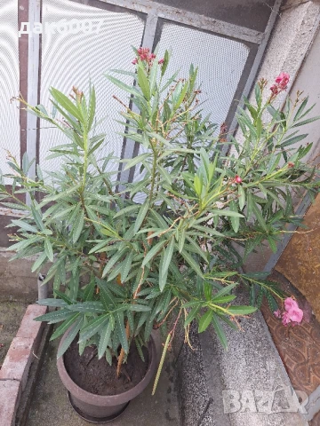 Закум(розов)-170 см., снимка 3 - Други стоки за дома - 51268967