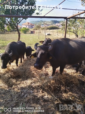 Продавам мъжки и женски биволи. , снимка 2 - За селскостопански - 51706022