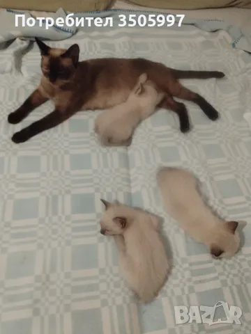 Сиамски котенца, снимка 2 - Сиамска - 55493420