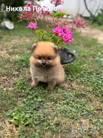 Померан , снимка 1