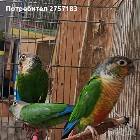 продавам папагал пирура, снимка 4 - Папагали - 52556830