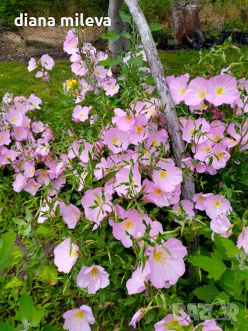 Розова Йонотера, студоустойчива, снимка 1 - Градински цветя и растения - 42569424