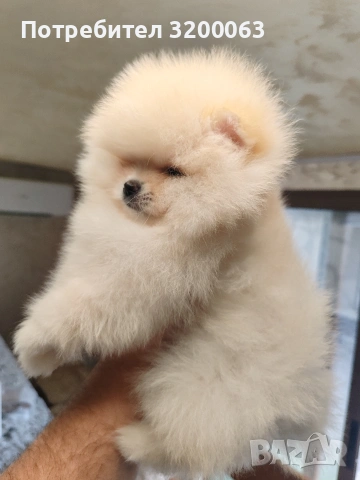 Померан мини мъжко , снимка 4 - Померан - 54262421